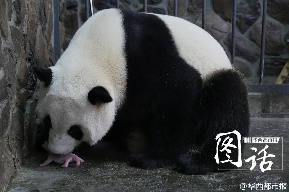 那只曾假孕骗吃喝的大熊猫 这次真的生了(组图)