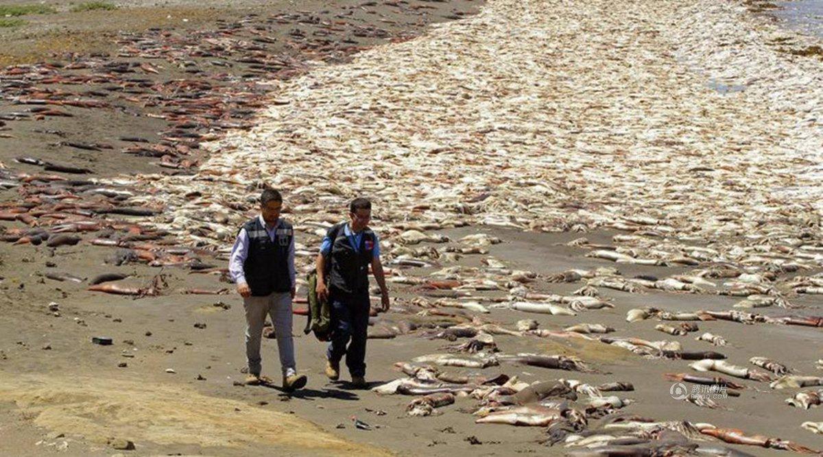 智利大批海洋生物暴毙 尸体铺满海滩(高清组图)