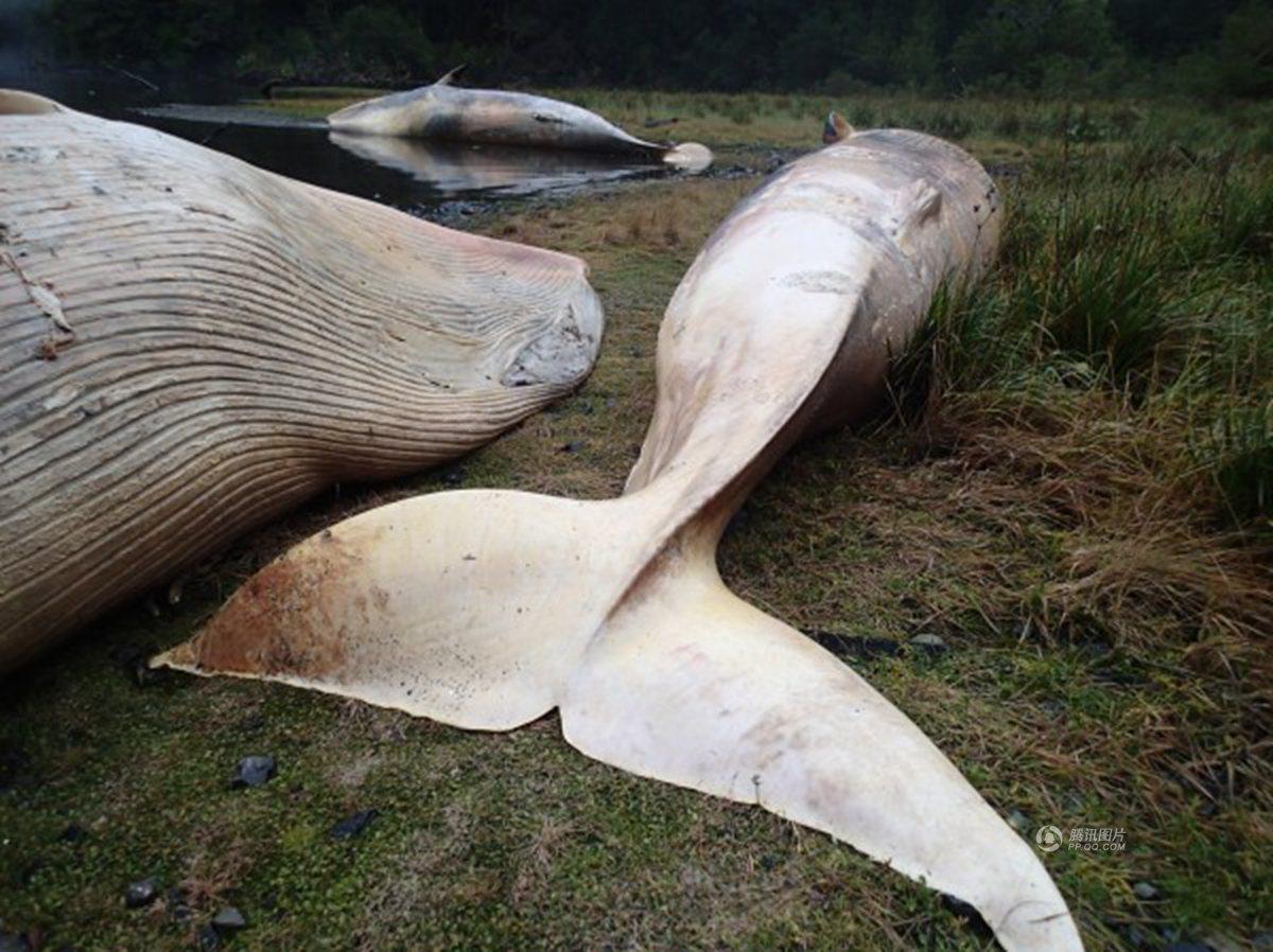 智利大批海洋生物暴毙 尸体铺满海滩(高清组图)