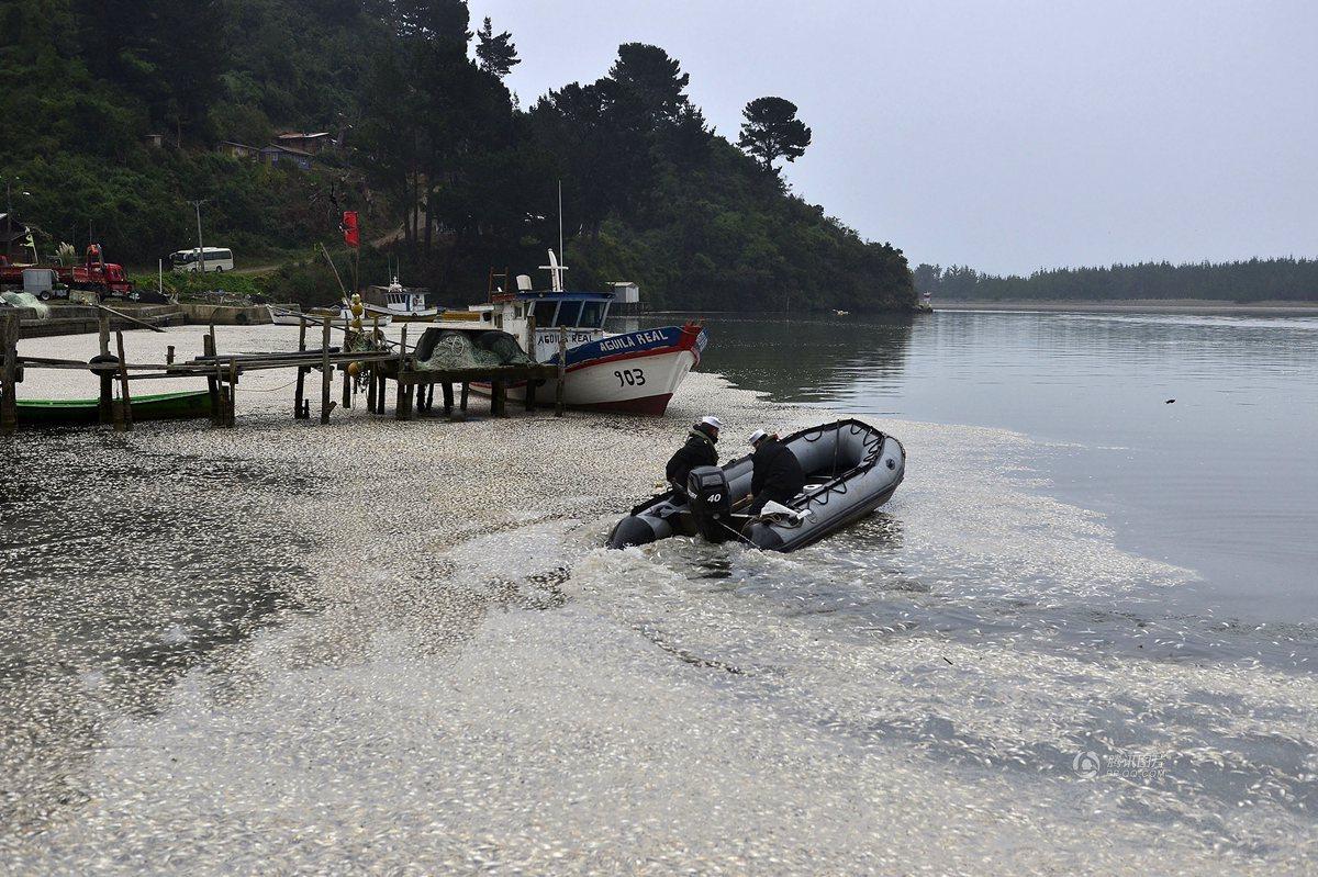 智利大批海洋生物暴毙 尸体铺满海滩(高清组图)