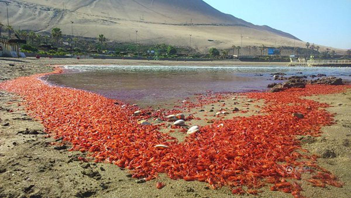 智利大批海洋生物暴毙 尸体铺满海滩(高清组图)