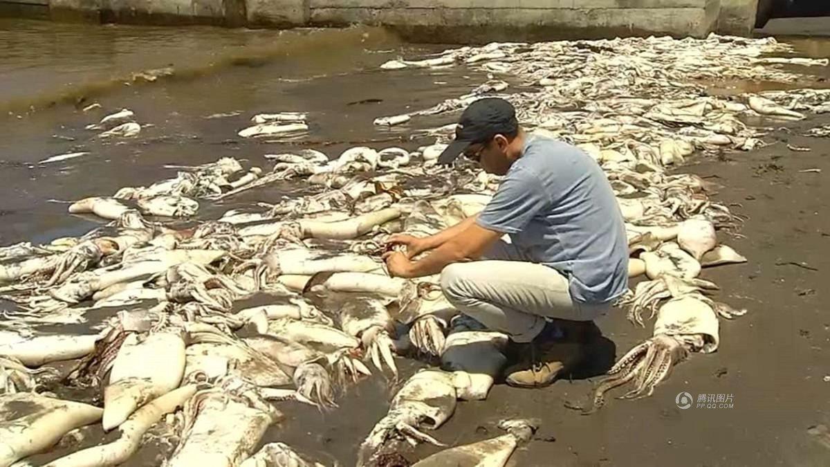 智利大批海洋生物暴毙 尸体铺满海滩(高清组图)