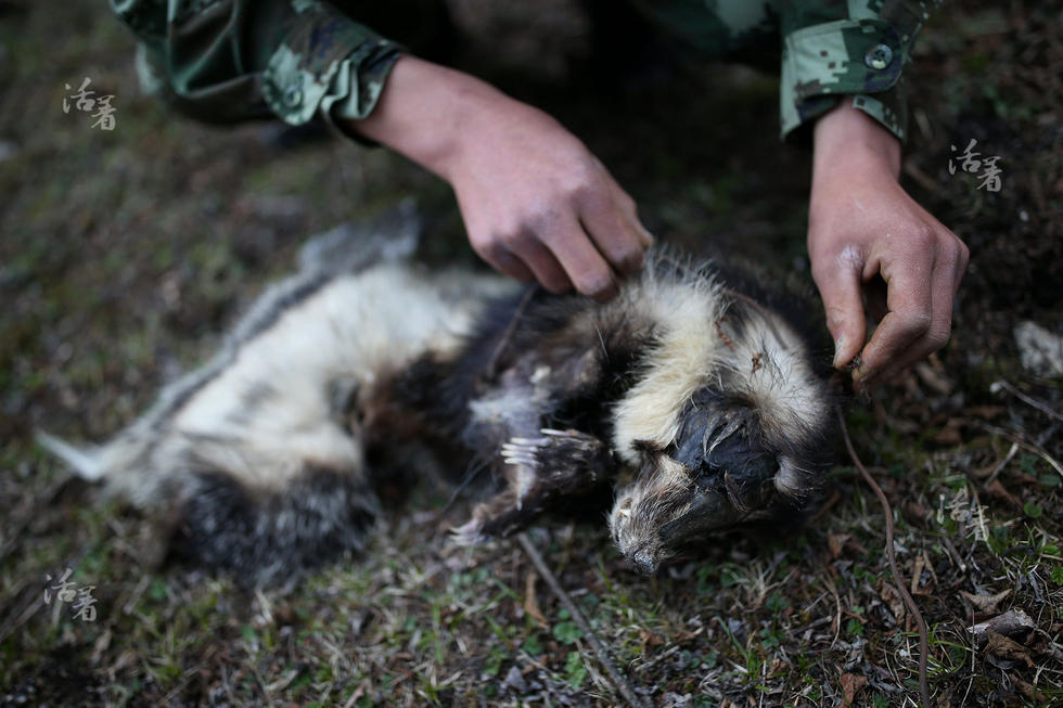 王刚和战友们在不远处发现一只死去的生灵,当地人称为拱猪,已经被