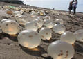  Mysterious eggs appear on the beach