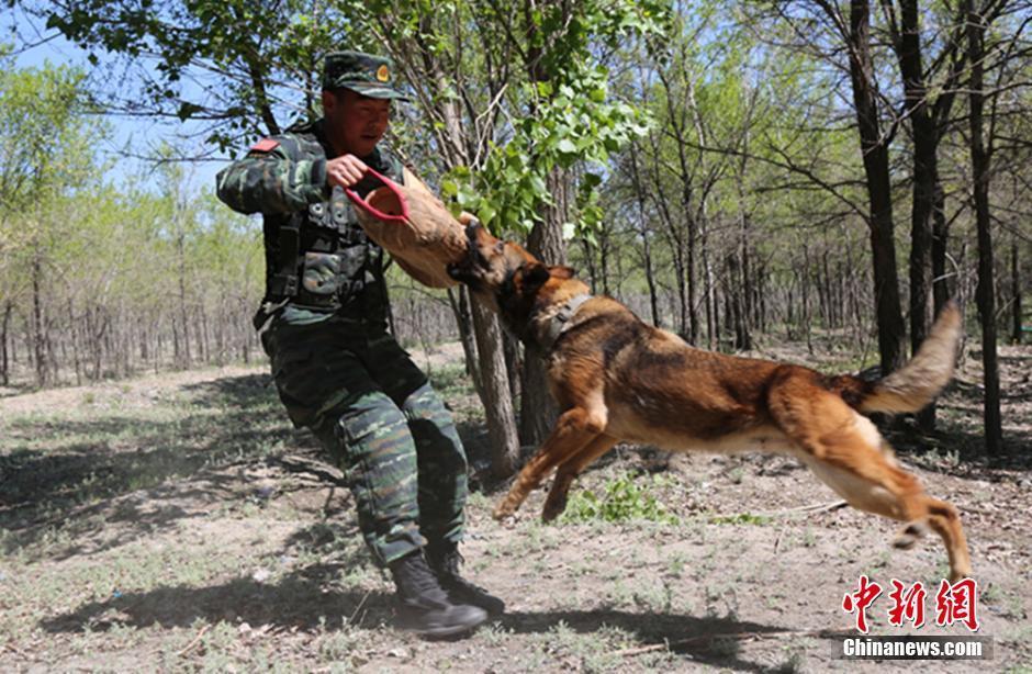 组图:武警兵团官兵立足实战演练"人犬结合"