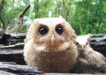  Neck Horn Owl Cute People