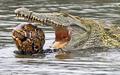  Crocodile swallows turtle alive