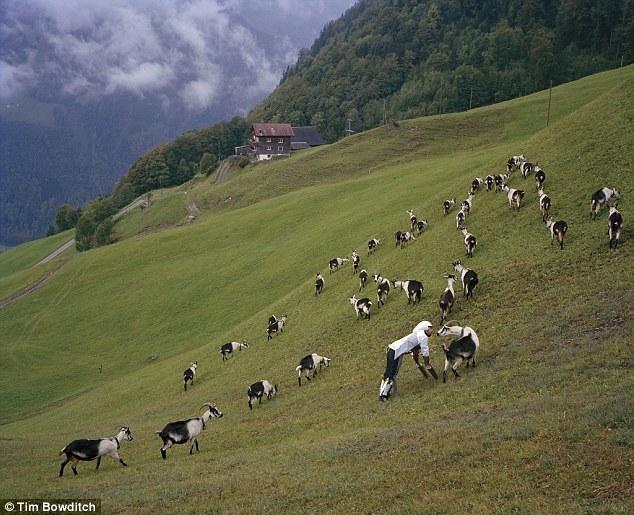 英国失业男子装假腿进山当羊 每天爬坡吃草(组图)