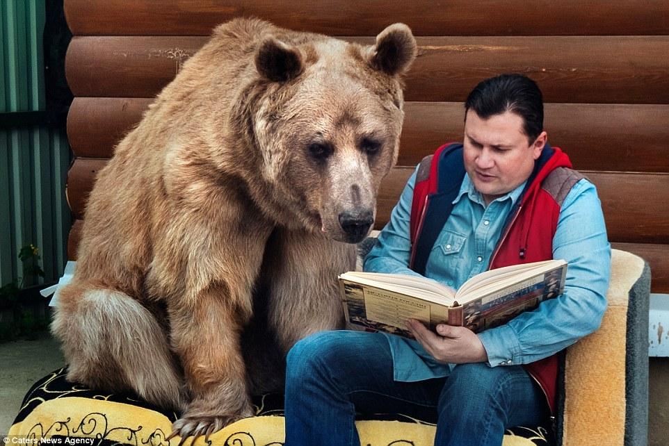 俄夫妇养 270 斤熊 23 年 每日同桌进餐