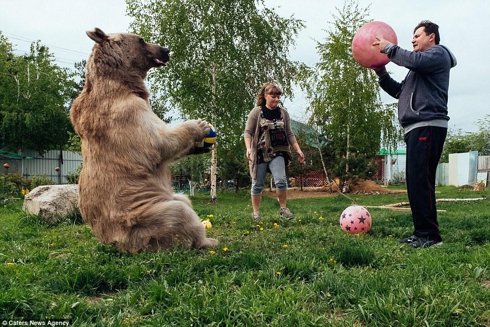 俄夫妇养 270 斤熊 23 年 每日同桌进餐