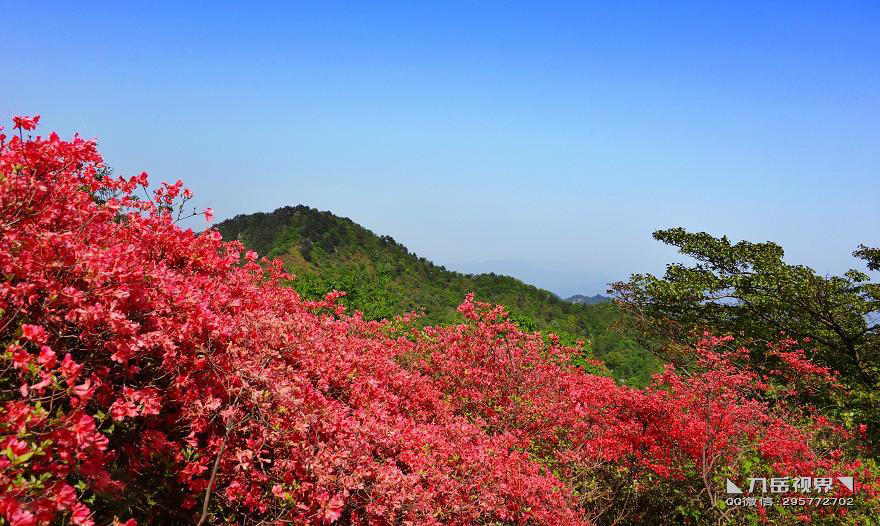 坐着火车去赏花海 映山红遍龟峰山