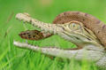  Rattlesnakes play with crocodiles