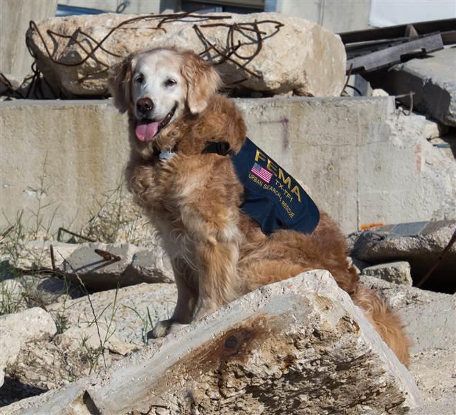 9·11 事件最后一只搜救犬被安乐死 警员列队敬礼