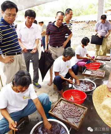 广东湛江一农妇以挖虫为生 1个月赚三五千(组图)