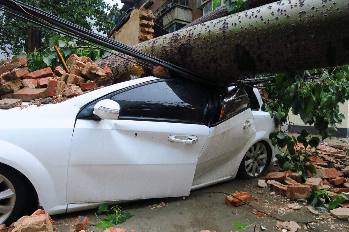 郑州遭暴风雷电袭击 大树被吹倒砸毁私家(高清图)