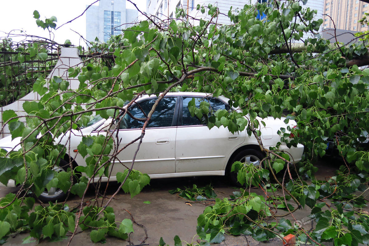 郑州遭暴风雷电袭击 大树被吹倒砸毁私家(高清图)