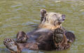  Brown bears enjoy sunbathing