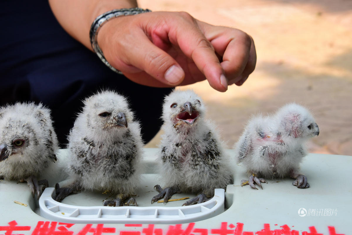 郑州的哥雨后救下4只猫头鹰雏鸟 呆萌可爱