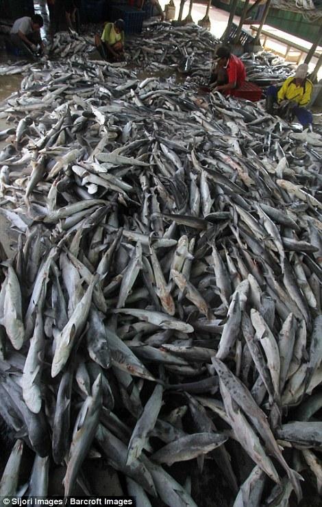 印尼数千鲨鱼遭宰杀 主要供应中国市场鱼翅汤(图)