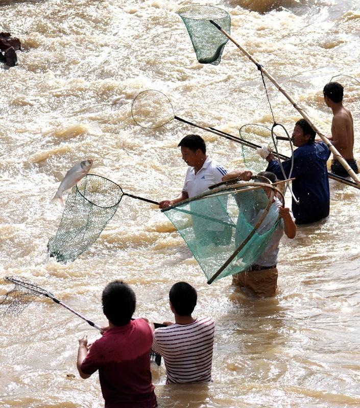 暴雨后市民蜂拥下河抓鱼 覆网、蚊帐都用上了(图)