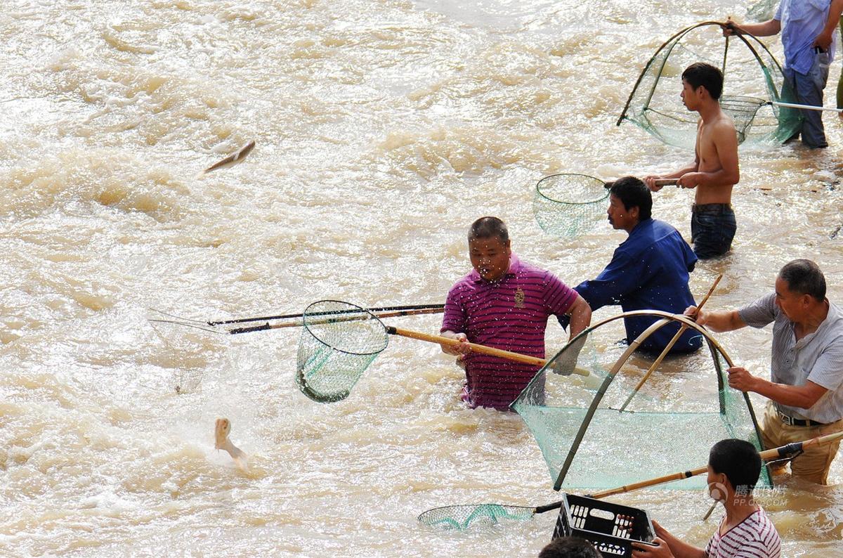 暴雨后市民蜂拥下河抓鱼 覆网、蚊帐都用上了(图)