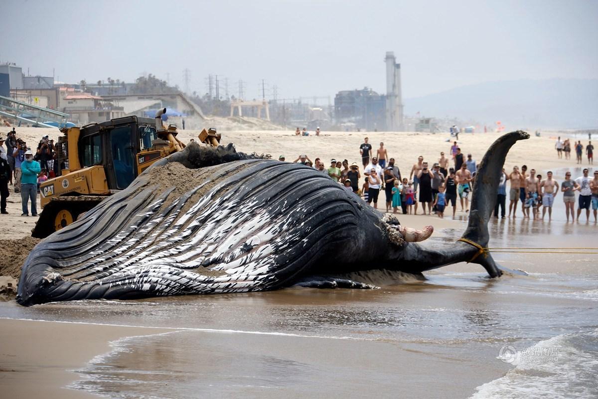 洛杉矶发现死亡座头鲸 被推土机推回海里(组图)