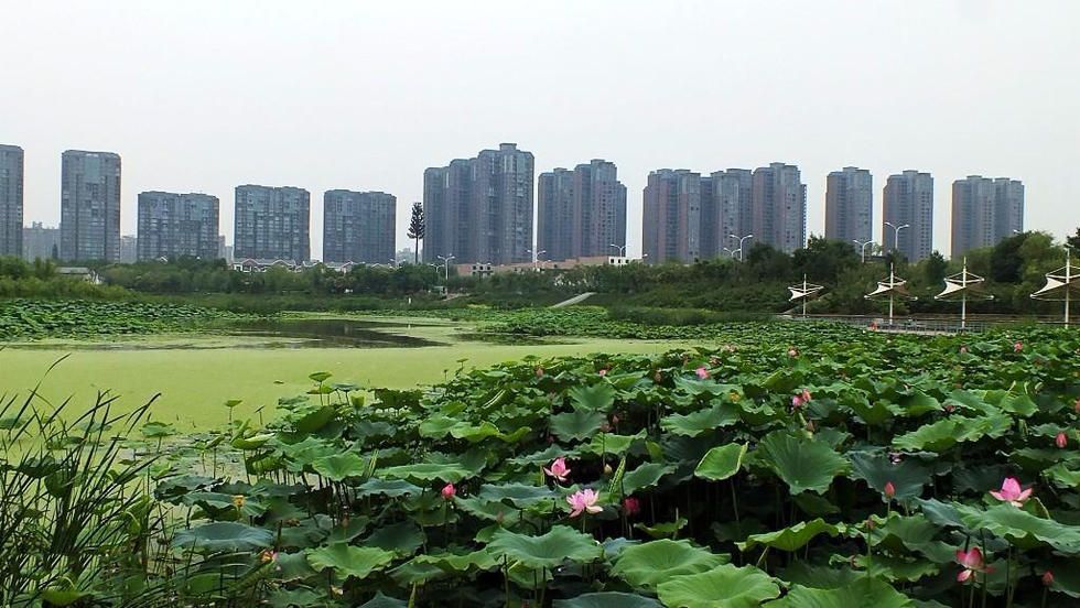 到浐灞桃花潭公园赏荷消夏