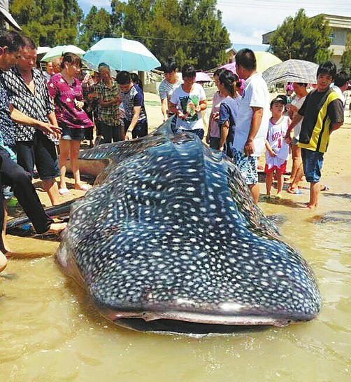 福建海滩现搁浅七星鲨 渔民泼水抢救无效死亡(图)