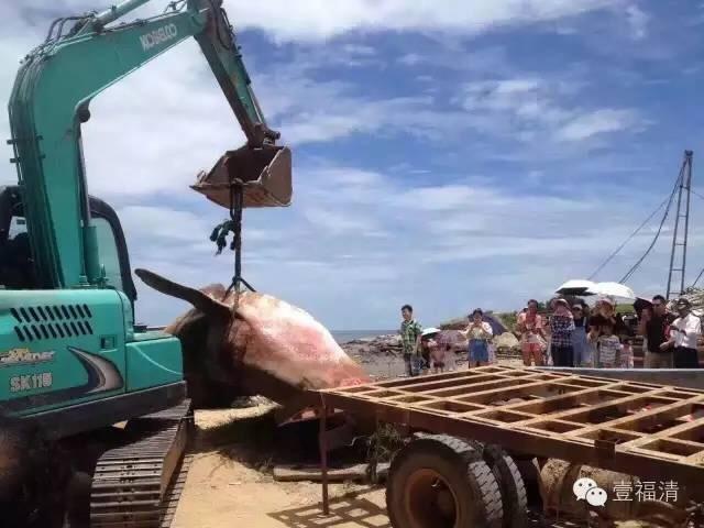 福建海滩现搁浅七星鲨 渔民泼水抢救无效死亡(图)