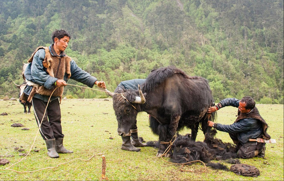 揭秘不丹原始部落 生活全靠牦牛没有电器(组图)