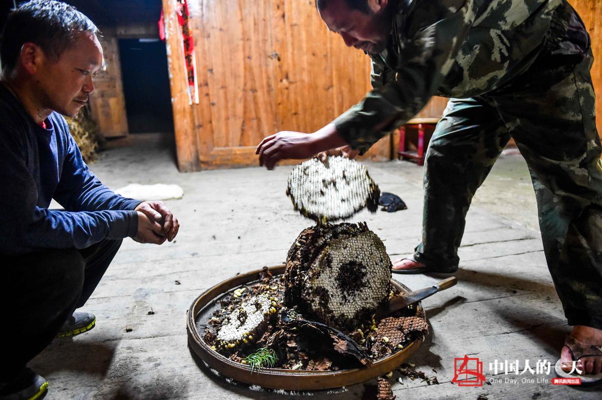 【中国人的一天】深山寻蜂人 每年寻获上千斤蜂蛹 - 海阔山遥 - .