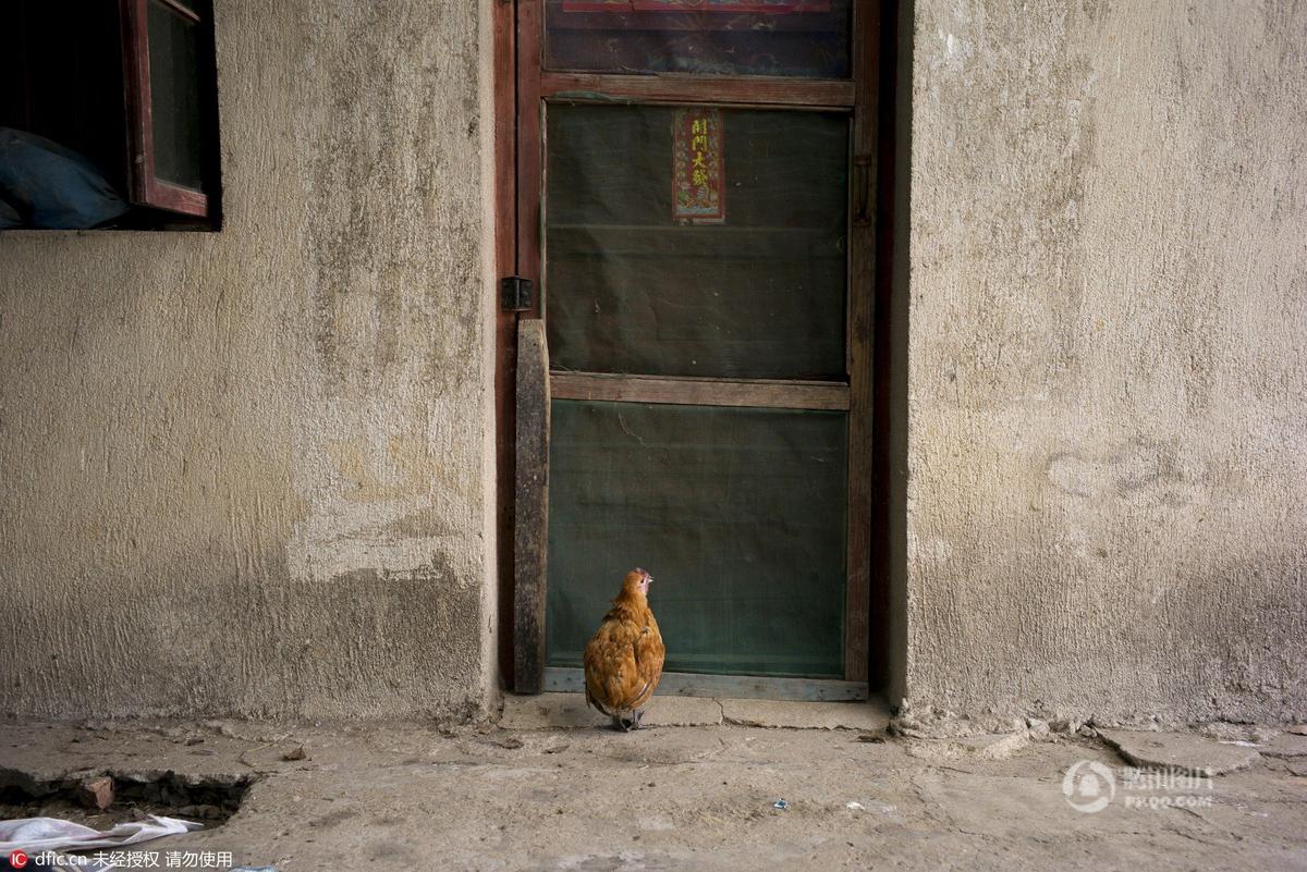 武汉搬迁现场现"忠鸡" 呆在主人家前久不离开(图)