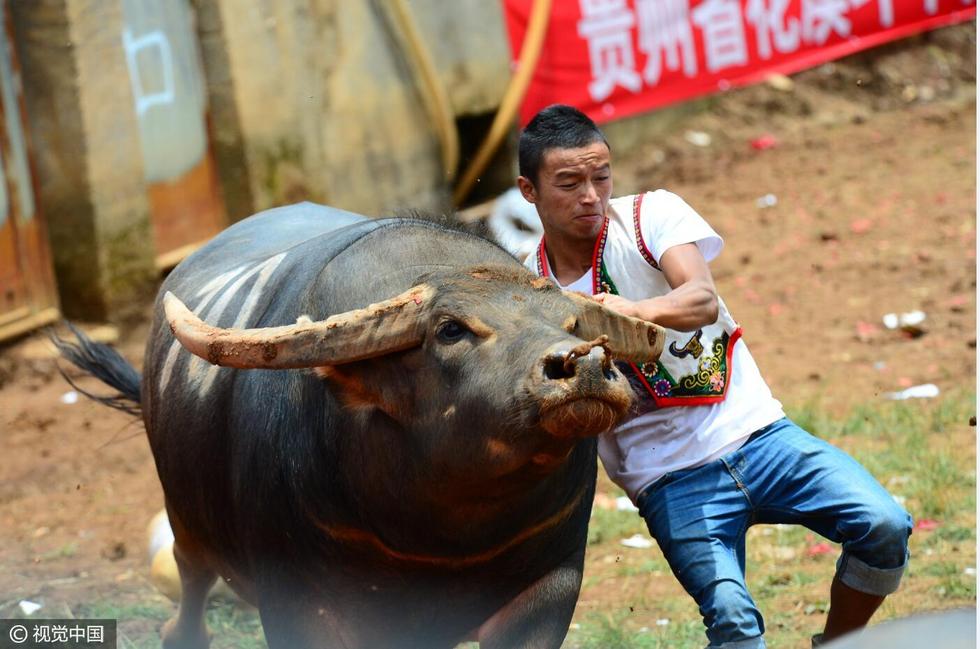 牛的力气太大,主人都难以掌控局面.