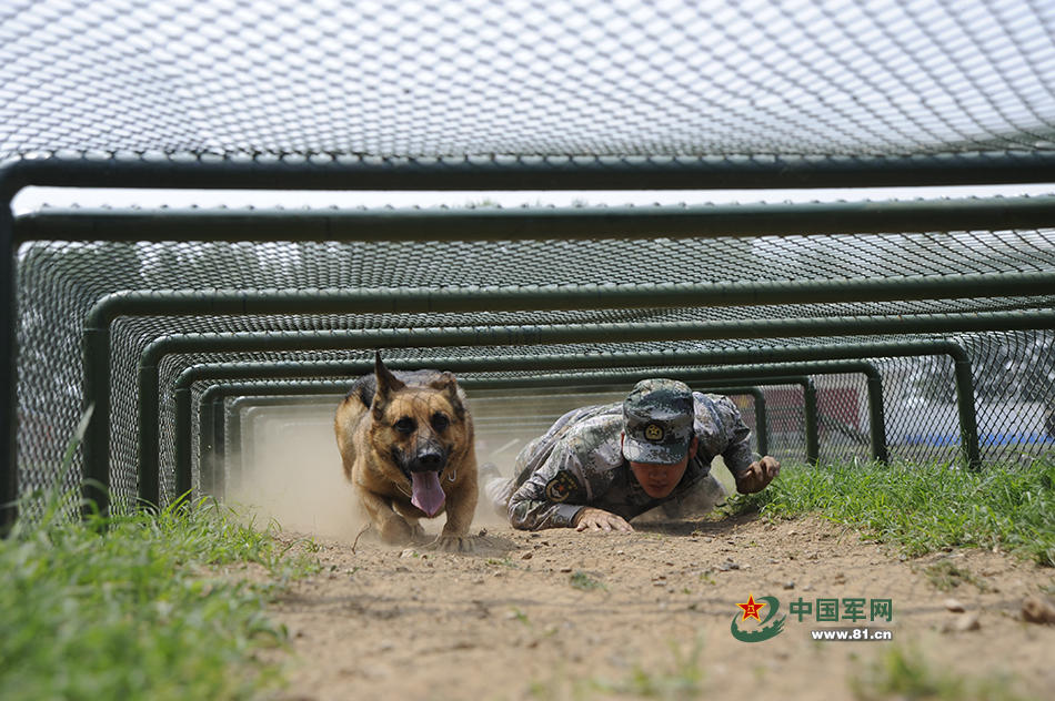 训导员同军犬一起进行低姿匍匐训练.