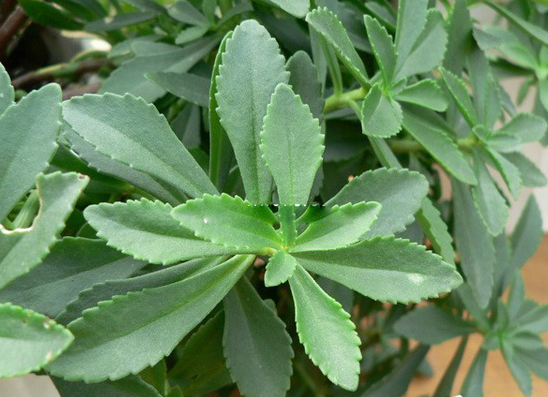 金华七旬老人种神奇药草 敷了后蚊子包都能消