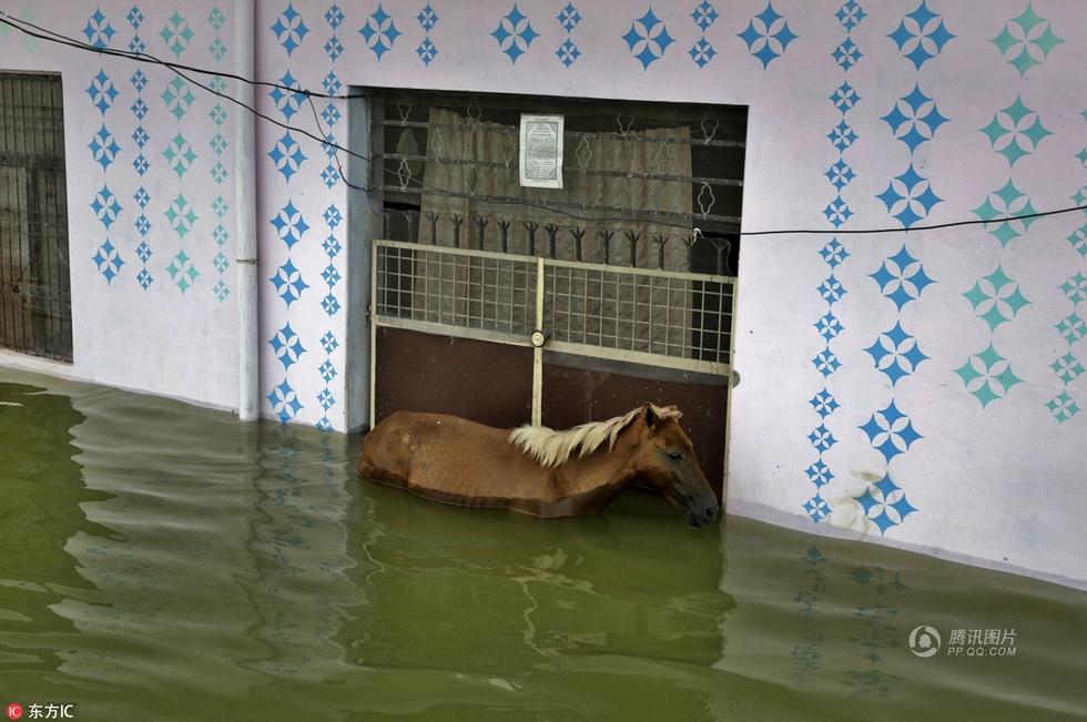 印度暴雨致洪水泛滥 青年电线杆上开挂玩跳水(图)