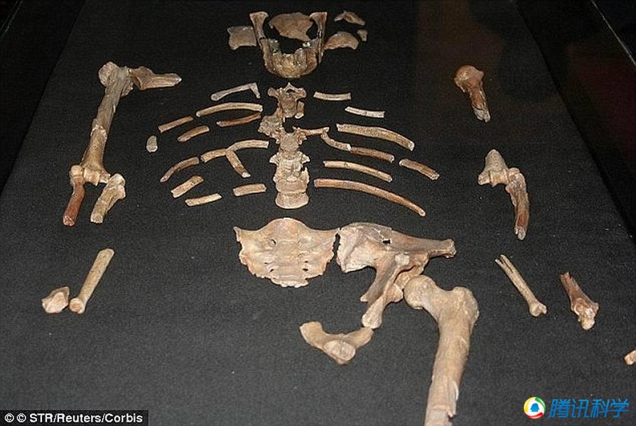 研究发现早期人类祖先露西从树上摔落死亡 -