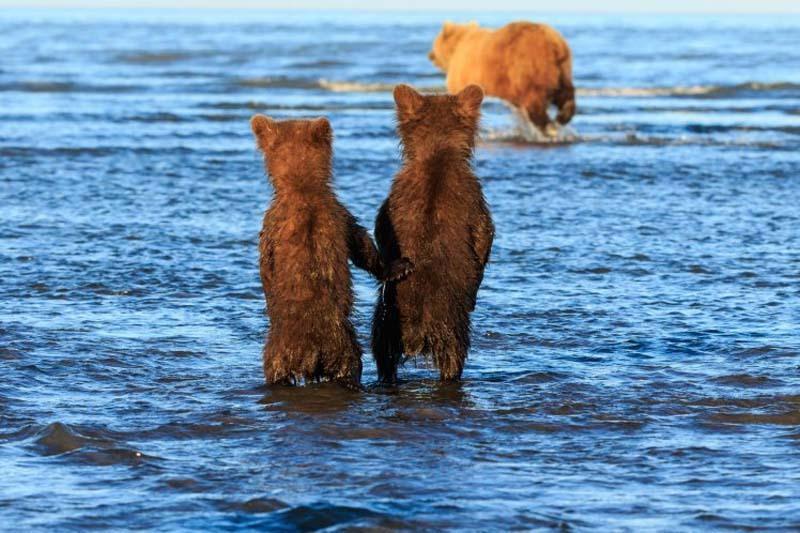 阿拉斯加两只小熊手拉手 等妈妈捕鱼归来