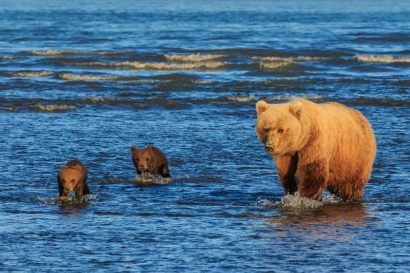 阿拉斯加两只小熊手拉手 等妈妈捕鱼归来