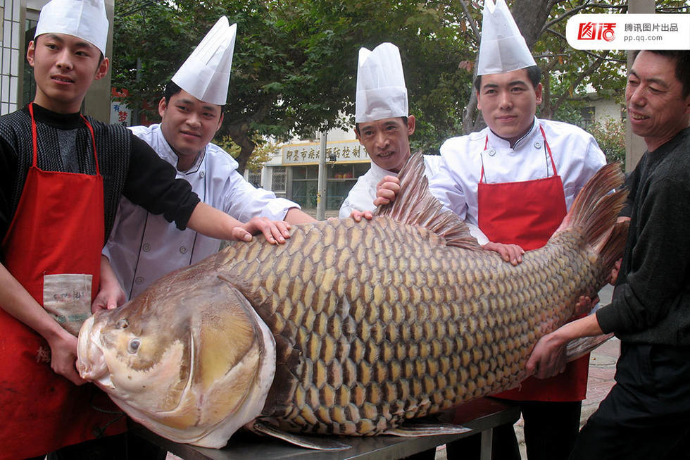 大鱼征服者传奇 - AcFun弹幕视频网 - 认真你就