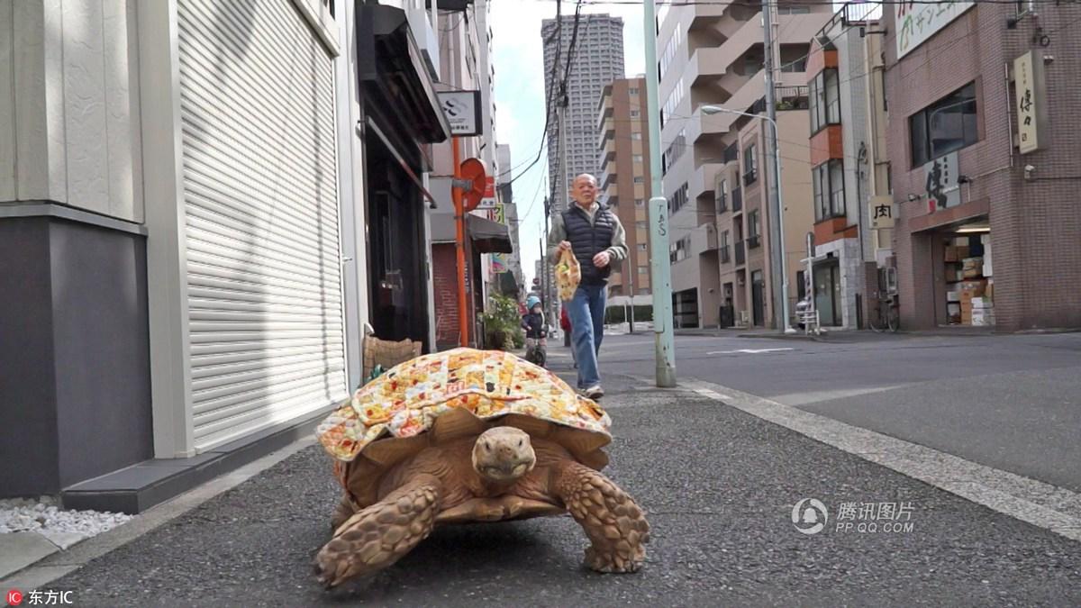 日本老人养了个"龟儿子 相伴20年