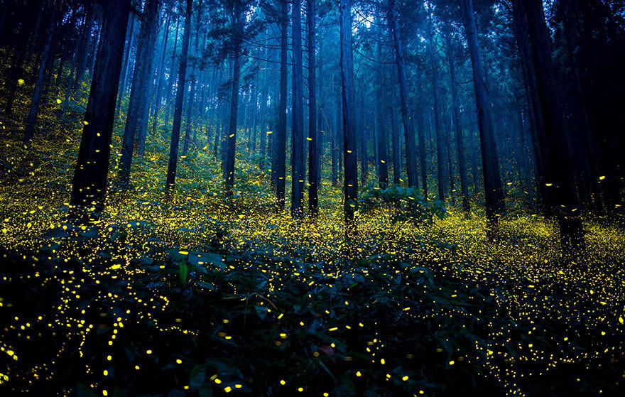 夏夜萤火虫聚集 森林变成超现实舞台