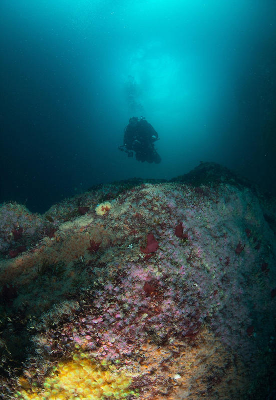 摄影师拍苏格兰海岸海洋生物迷人照片摄影师拍苏格兰海岸海洋生物迷人