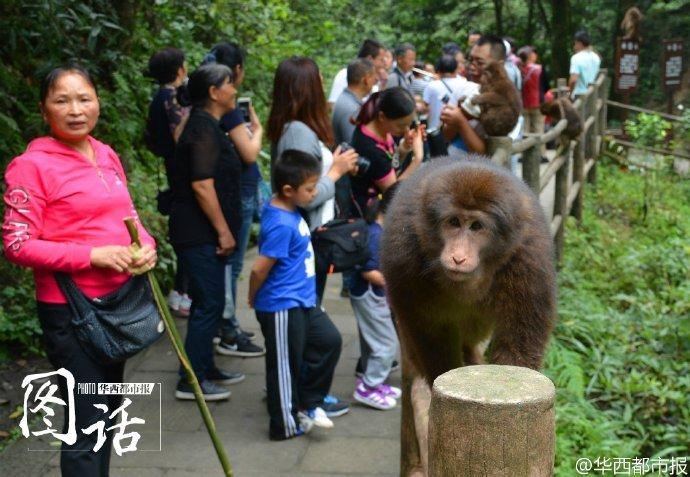 防止“大师兄”闹事 峨眉山猴倌手拿弹弓管猴(图)