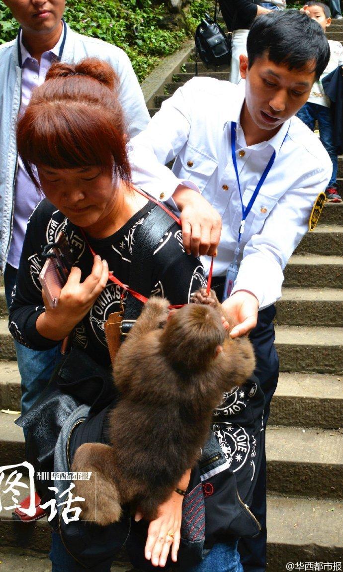 防止“大师兄”闹事 峨眉山猴倌手拿弹弓管猴(图)