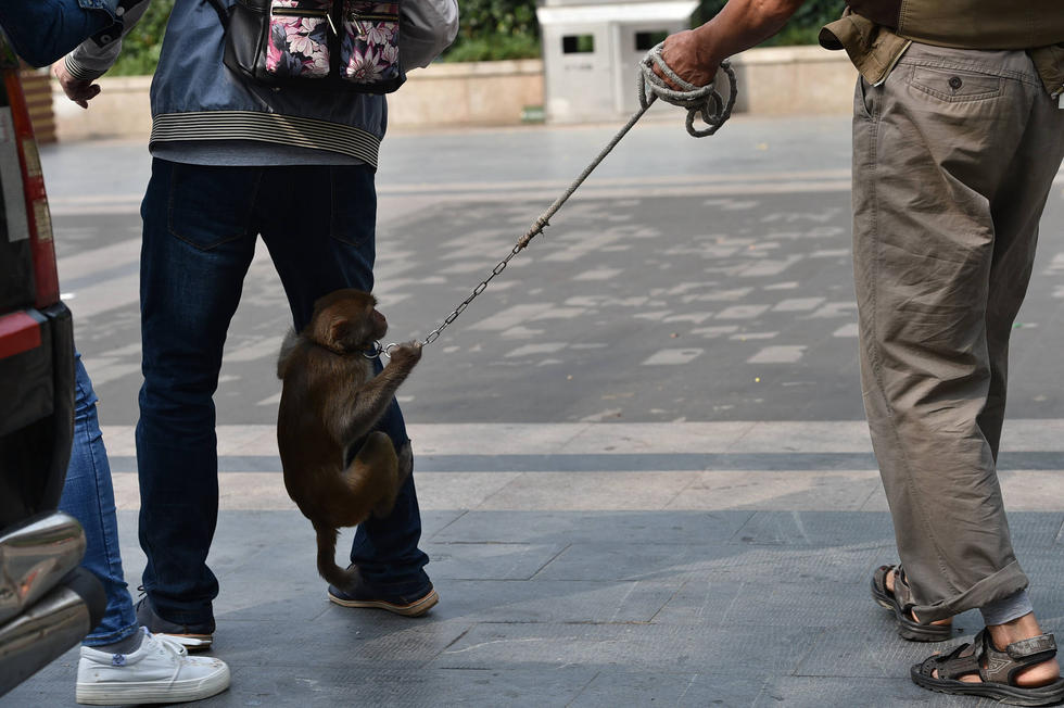 耍猴人唆猴强行抱人乞讨 游客受惊吓(高清组图)