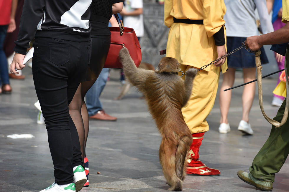 耍猴人唆猴强行抱人乞讨 游客受惊吓(高清组图)