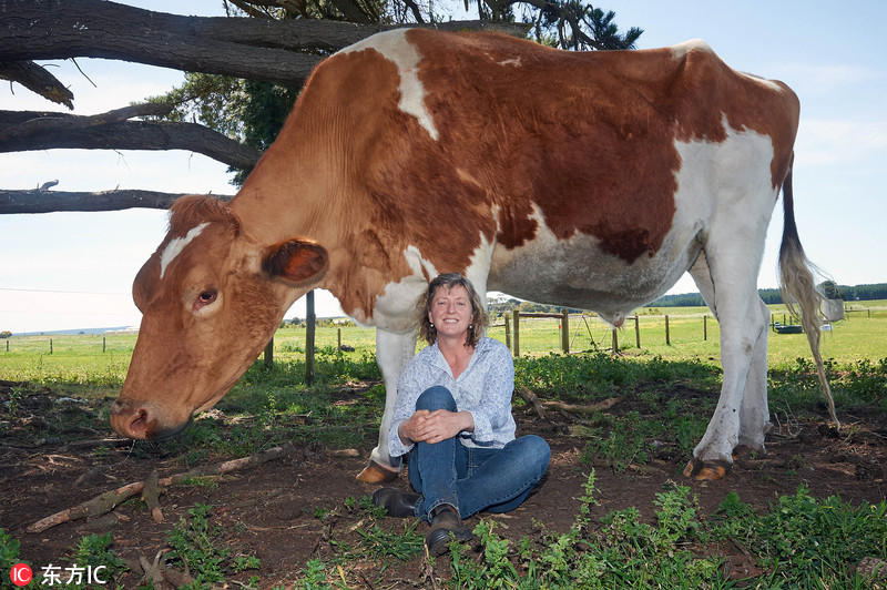 世界上最大的牛了,被称为"大哞"(big moo)的它如今体重已经超过1吨,身