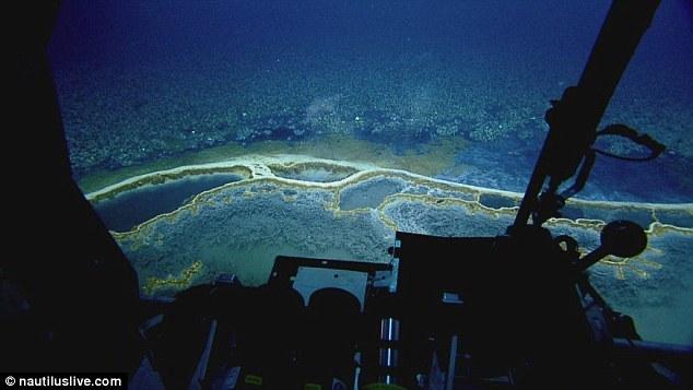 墨西哥湾海底“死亡之池”:生物进入必死无疑(图)