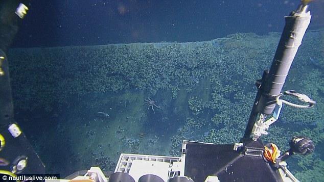 墨西哥湾海底“死亡之池”:生物进入必死无疑(图)